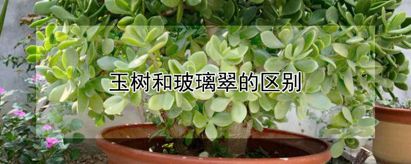 玉树和玻璃翠的区别 玉树和玻璃翠是一个品种吗