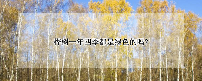 桦树一年四季都是绿色的吗? 桦树冬天是绿色的吗