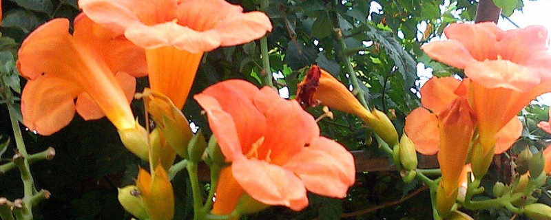 凌霄花几月发芽 凌霄花多长时间发芽