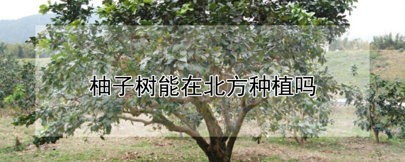 柚子树能在北方种植吗 柚子树可以在北方种植吗