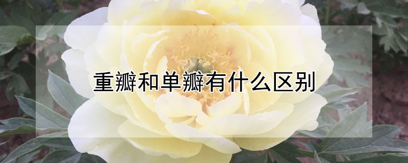 重瓣和单瓣有什么区别（重瓣和单瓣有什么区别呢）
