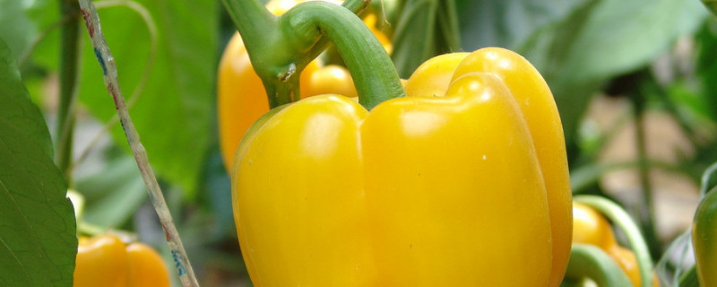 盆栽蔬菜有哪些（盆栽蔬菜有哪些品种）