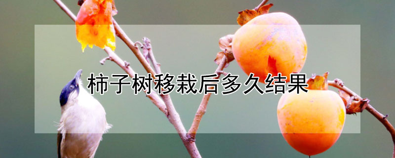 柿子树移栽后多久结果（柿子树移栽后多久结果啊）