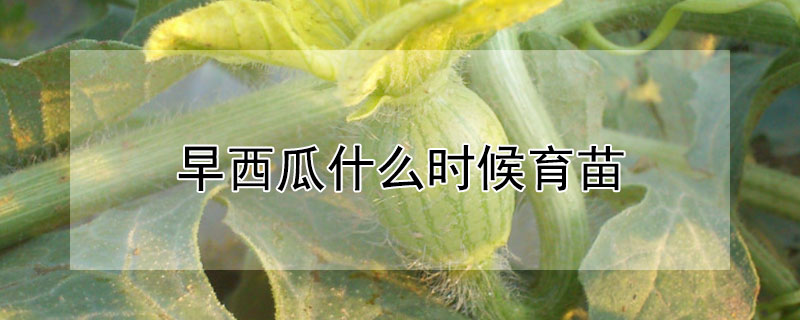 早西瓜什么时候育苗（什么时间育西瓜苗）