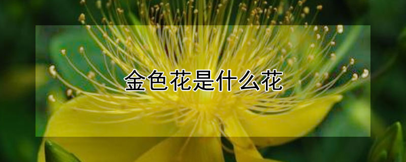 金色花是什么花 金色花是什么花图片
