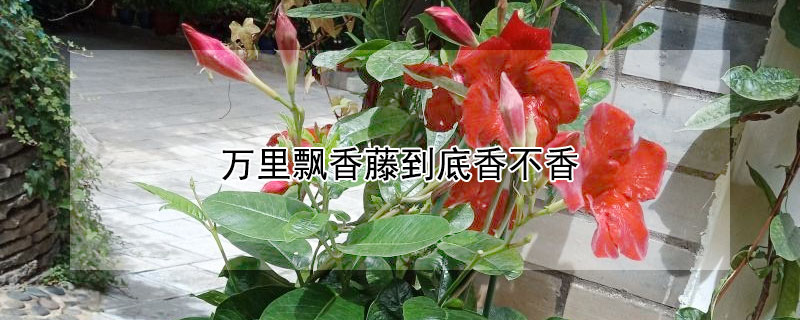 万里飘香藤到底香不香（万里飘香藤是不是很香）