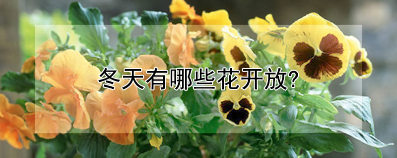 冬天有哪些花开放?（冬天有哪些花开放的地方）