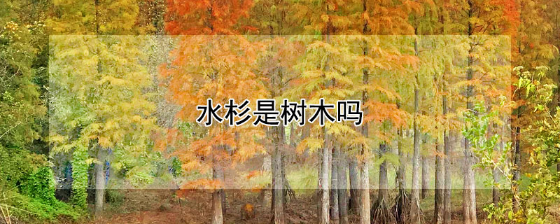水杉是树木吗（水杉是树木吗为什么）
