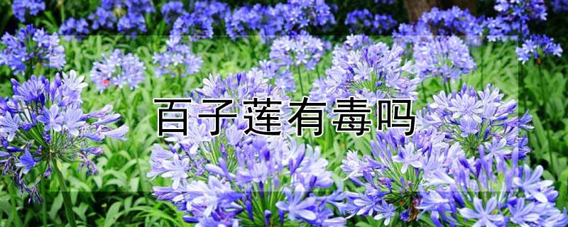 百子莲有毒吗（百子莲有毒吗能吃吗）