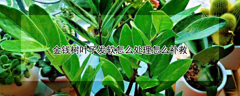 金钱树叶子发软怎么处理怎么补救 金钱树叶子发黑发软怎么处理怎么补救