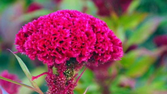 鸡冠花的养殖方法和注意事项（鸡冠花的养殖及管理方法）