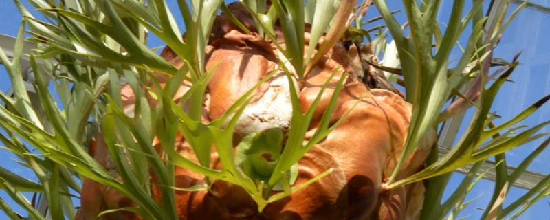 鹿角蕨叶子枯黄怎么办（鹿角蕨叶子枯黄怎么办用什么药）