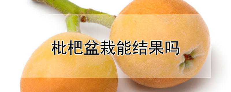 枇杷盆栽能结果吗（盆栽枇杷会结果吗）