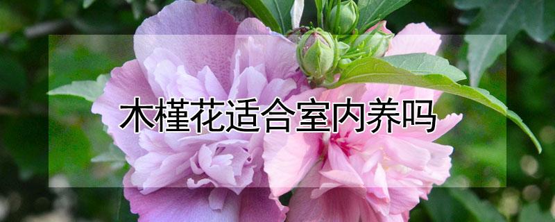 木槿花适合室内养吗 木槿花适合室内养吗?
