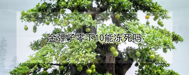 金弹子零下10能冻死吗（金弹子怕冻么）