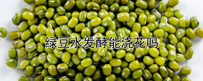 绿豆水发酵能浇花吗（绿豆水发酵能浇花吗）