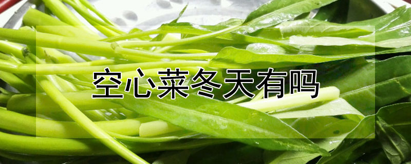 空心菜冬天有吗（空心菜冬季有吗）