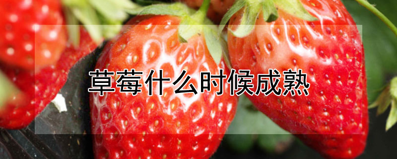 草莓什么时候成熟 攀枝花草莓什么时候成熟