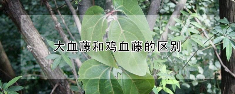 大血藤和鸡血藤的区别 大血藤和鸡血藤的区别图片