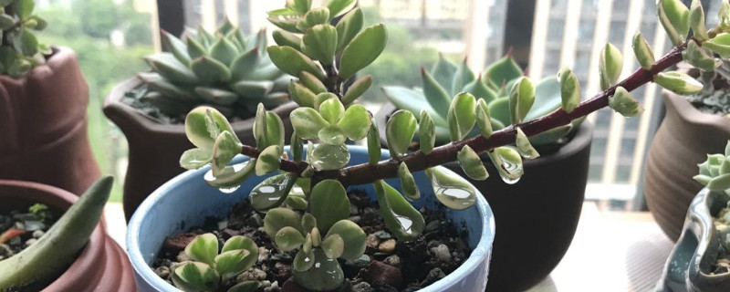 多肉烟煤病与晒伤区别（多肉烟煤病和晒伤的区别）