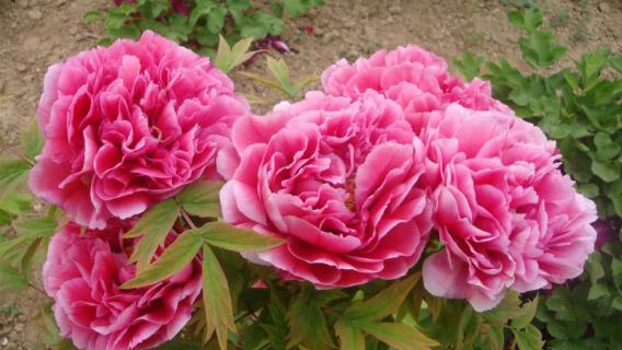 中国国花是什么花 中国国花是什么花名