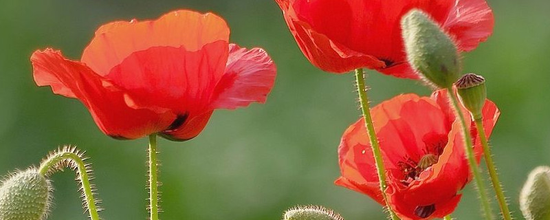 虞美人花寓意（送虞美人花的寓意是什么）