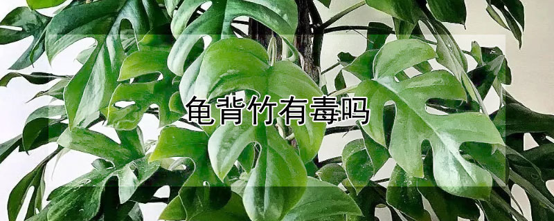 龟背竹有毒吗（仙洞龟背竹有毒吗）