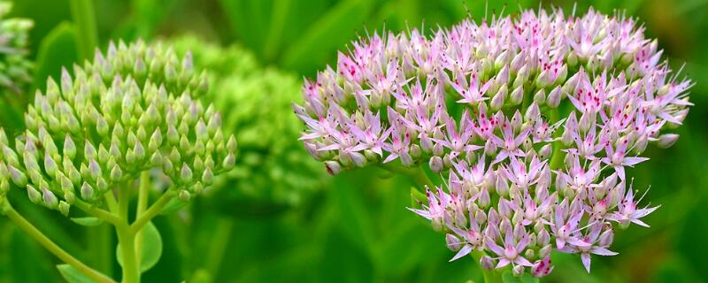 景天花有毒吗 八宝景天的花有毒吗