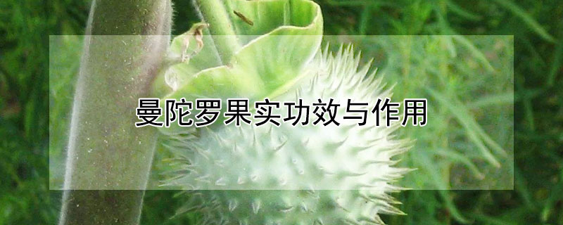 曼陀罗果实功效与作用 曼陀罗果实功效与作用图片