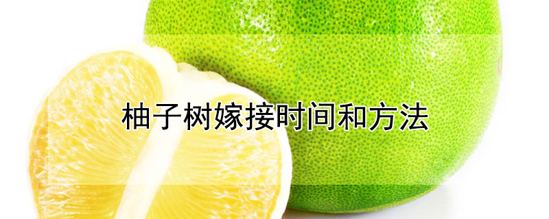 柚子树嫁接时间和方法 柚子树嫁接时间和方法视频