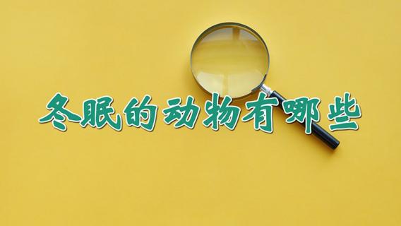 冬眠的动物有哪些（冬眠的动物有哪些图片）