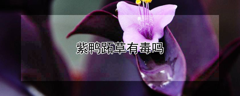 紫鸭跖草有毒吗（紫鸭趾草有毒吗）