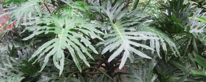 龟背竹蔫了会恢复么（龟背竹打蔫儿的原因）