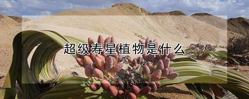 超级寿星植物是什么（超级寿星植物是什么字）
