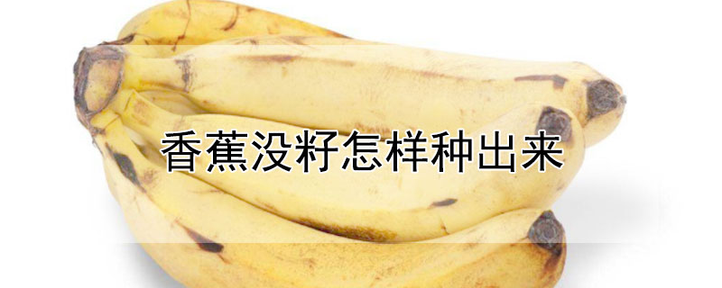 香蕉没籽怎样种出来 香蕉没有籽是怎么种出来的