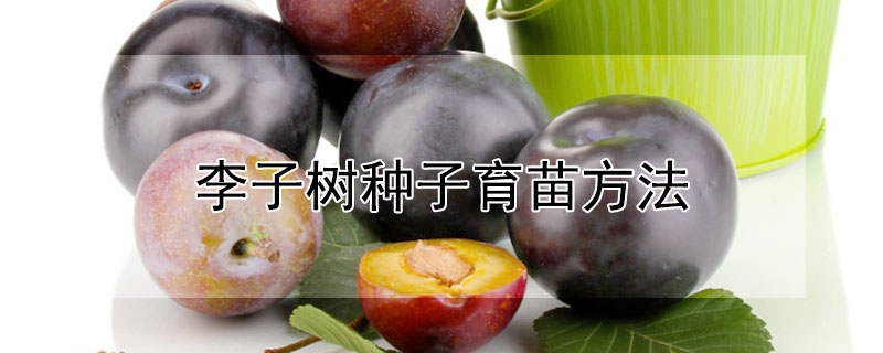 李子树种子育苗方法 李子树种子育苗方法图解