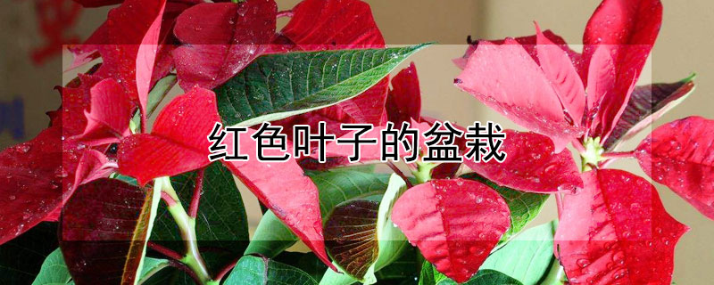 红色叶子的盆栽 红色叶子的盆栽植物有哪些