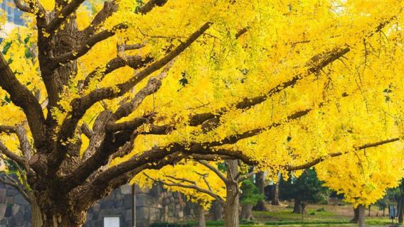 银杏树的特点（银杏树的特点简单介绍）