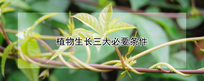 植物生长三大必要条件（植物生长三大必要条件有温度吗）