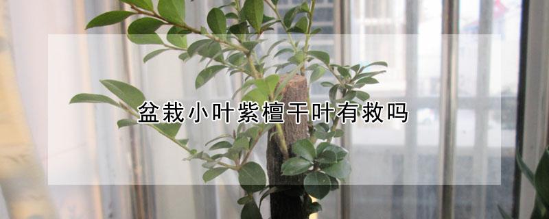 盆栽小叶紫檀干叶有救吗 小叶紫檀盆栽有什么用