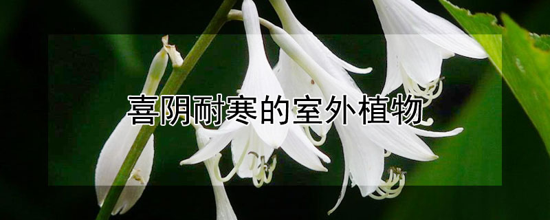 喜阴耐寒的室外植物 喜阴耐寒的室外植物搭配