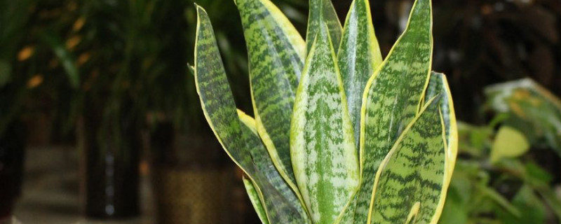 露台种什么植物好（露台上适合种什么植物）