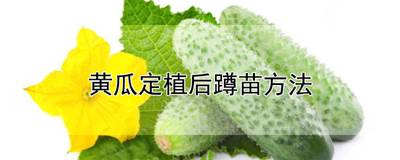 黄瓜定植后蹲苗方法 黄瓜如何蹲苗