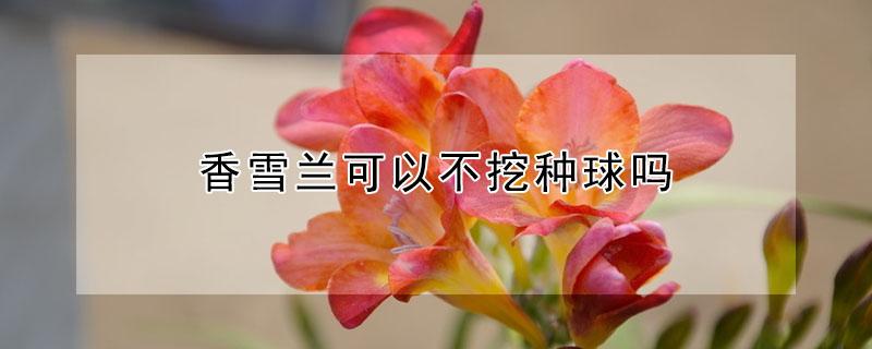 香雪兰可以不挖种球吗（香雪兰可以不挖种球吗视频）