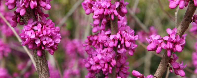 紫荆花叶子变红是什么原因（紫荆花长叶子吗）