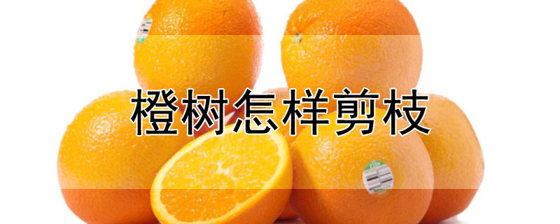 橙树怎样剪枝（橙树怎样剪枝最好）