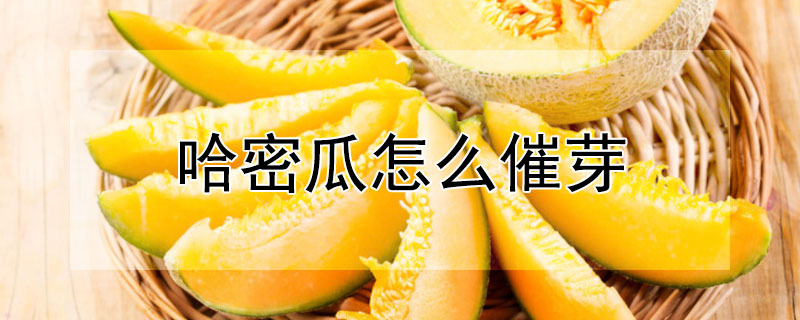 哈密瓜怎么催芽（哈密瓜怎么催芽种植）