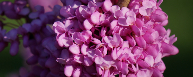 紫荆花的播种方法（紫荆花苗的栽种方法）