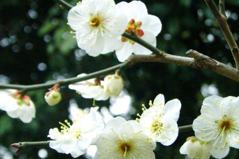 中国的国花是什么花