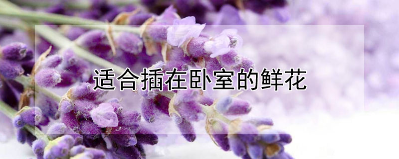 适合插在卧室的鲜花（可以插在卧室的鲜花）